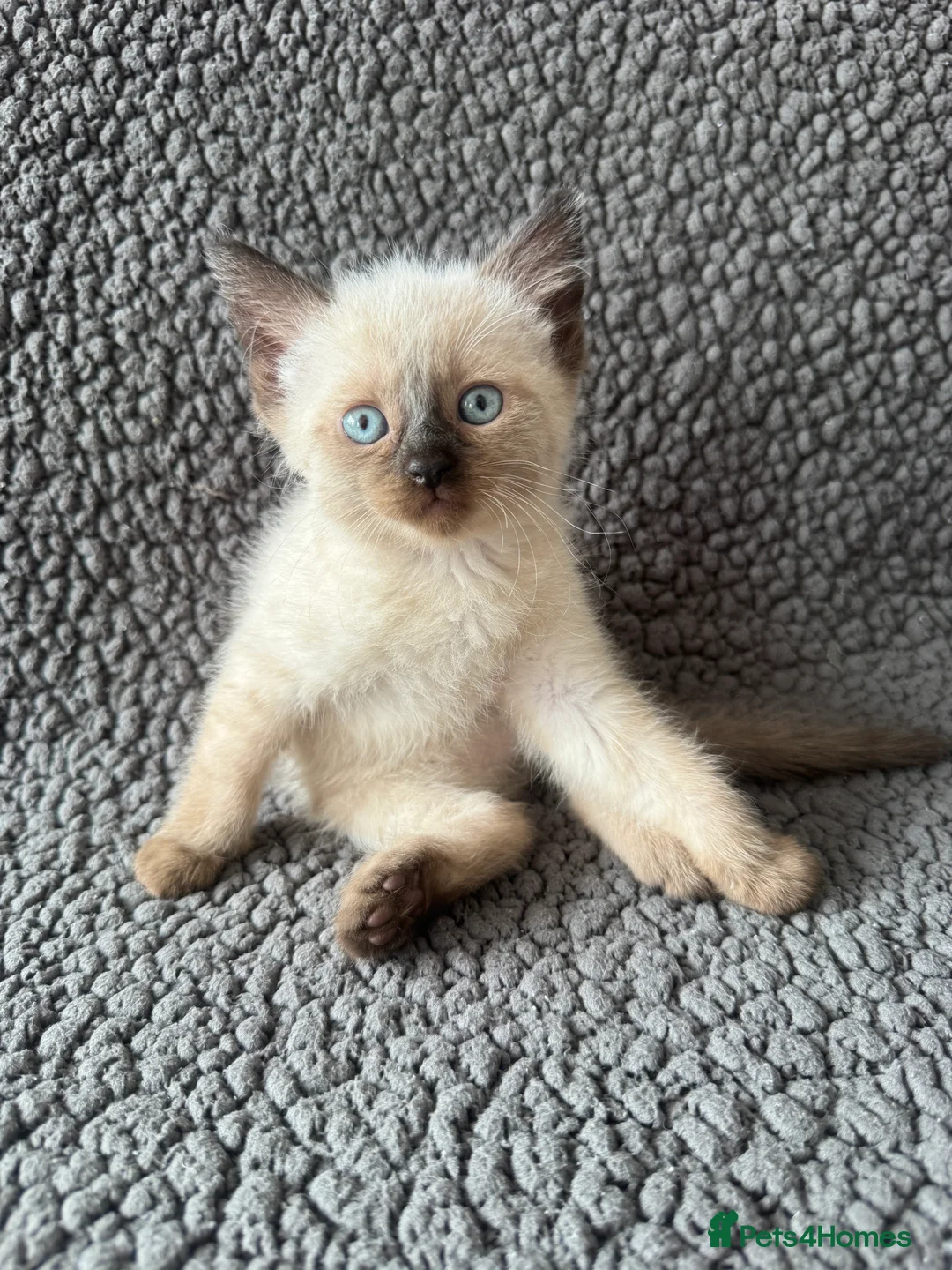 Mixed Breed cats for sale: Devon Rex x Siamese Kittens Ready End of June - Advert 2
