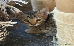 Savannah cats for sale: Stunning F4 kittens ready for their forever homes - Image 3