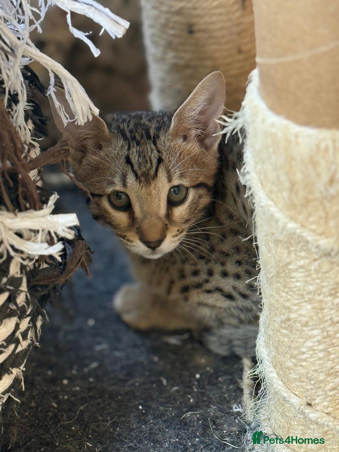 Savannah cats for sale: Stunning F4 kittens ready for their forever homes - Image 3