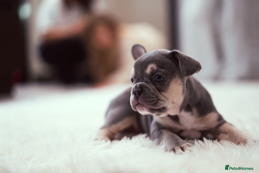 French Bulldog dogs for sale: 2 Male and 2 Female French Bulldogs - Image 7