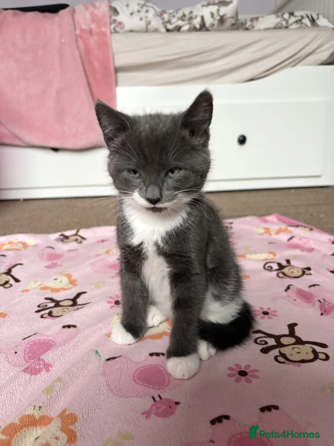 Mixed Breed cats for sale: Kittens - Advert 6