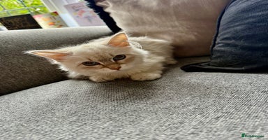 Siberian cats - Advert 1