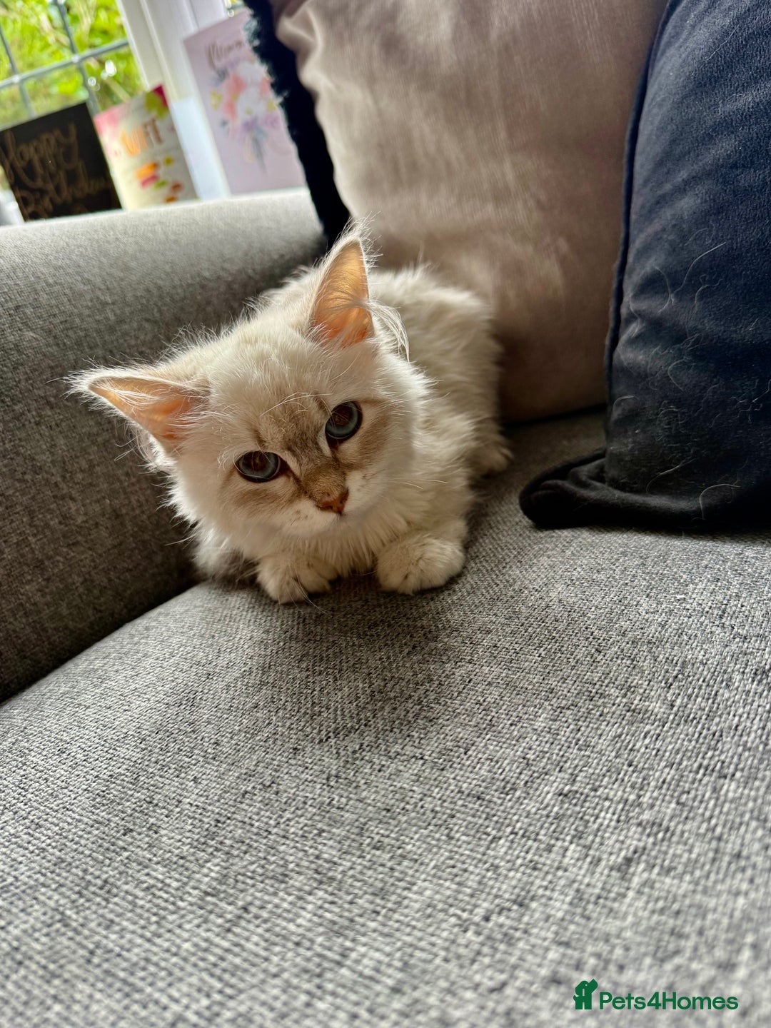 Siberian cats for sale: Beautiful Siberian Neva Masquerade Kitten - Image 3