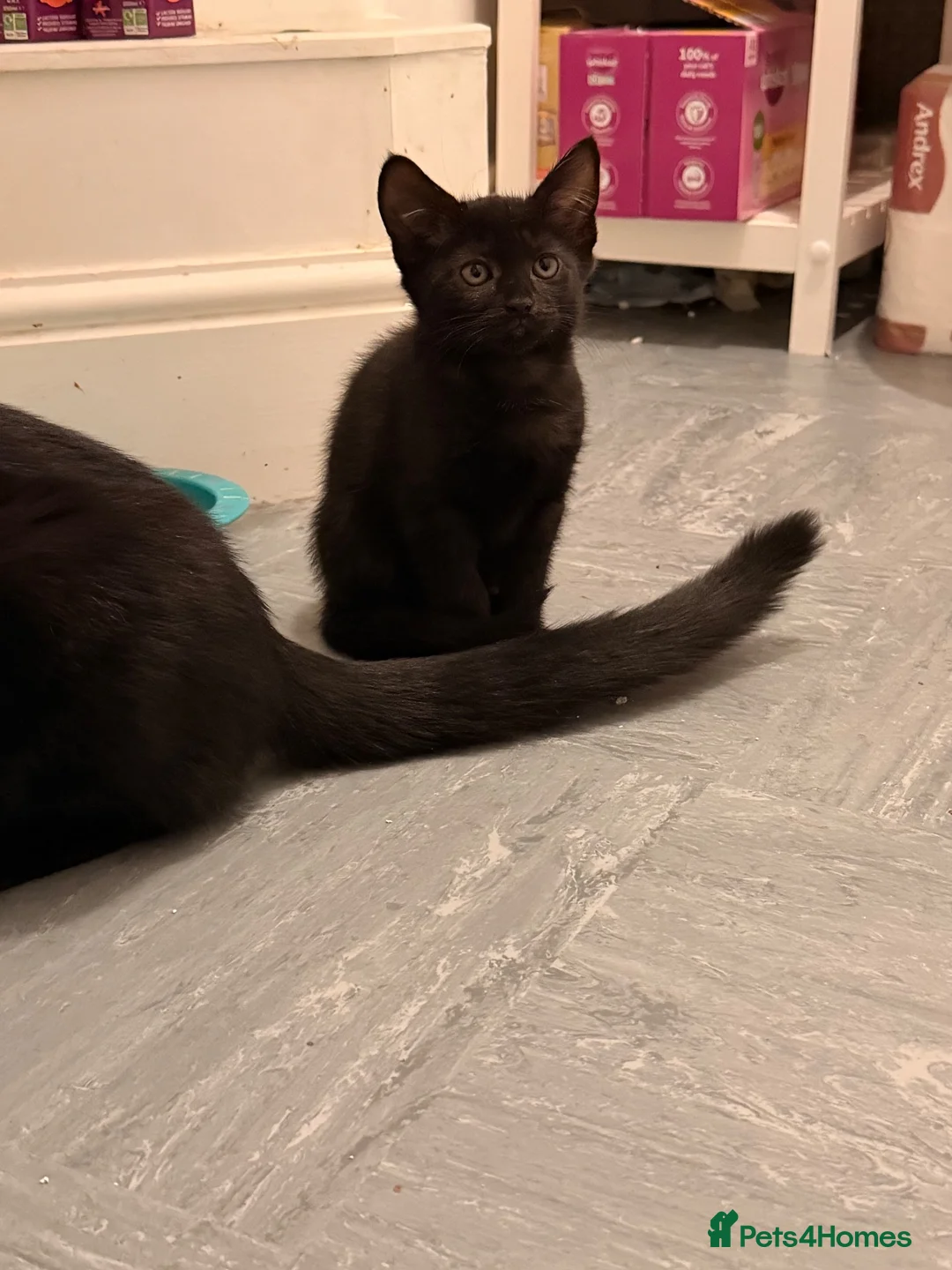 Mixed Breed cats for sale: 2 female kittens looking for forever homes  - Advert 10