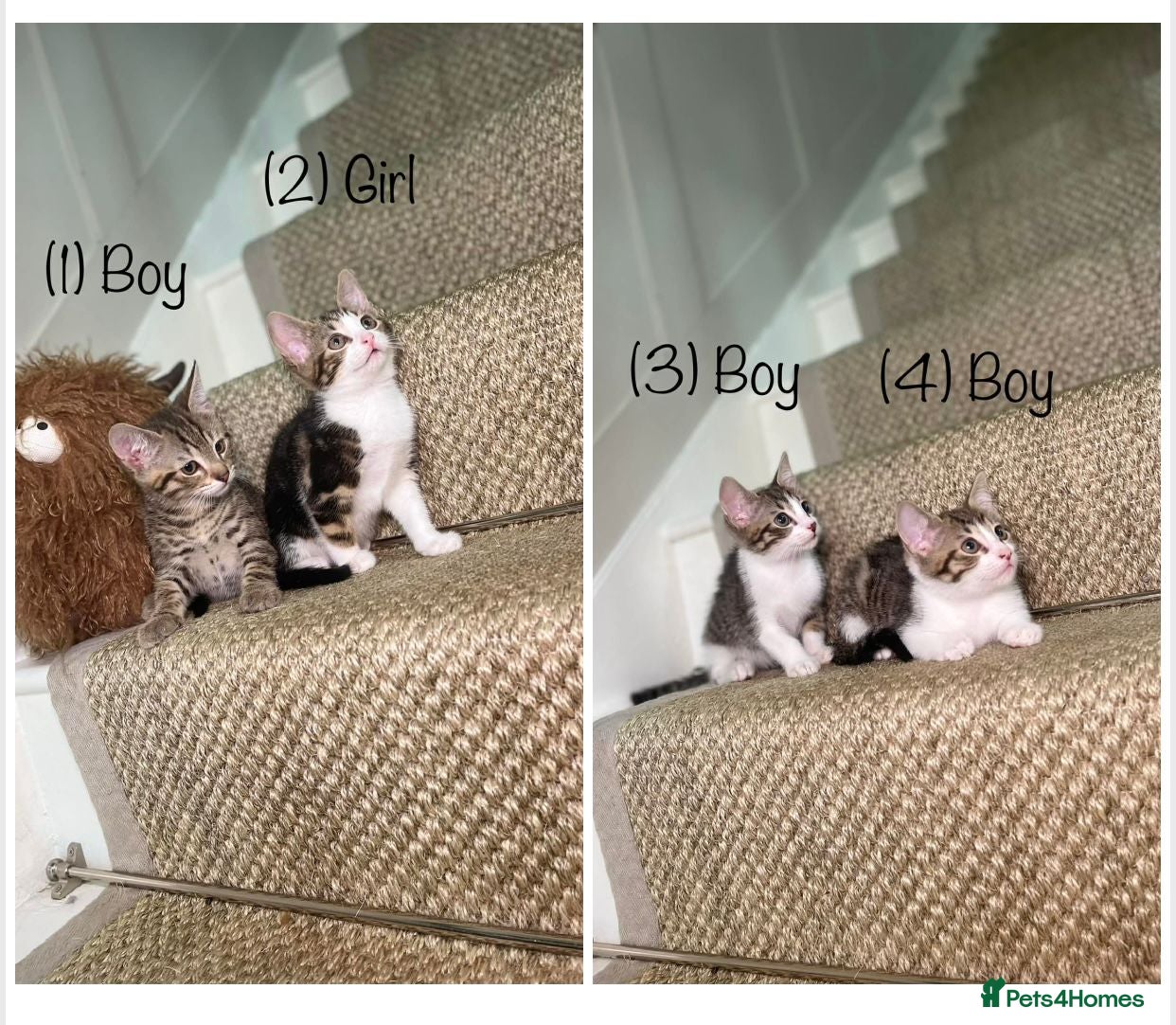 Mixed Breed cats 5 Tabby kittens Available now  - Advert 2