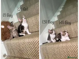 Mixed Breed cats 5 Tabby kittens Available now - Advert 1