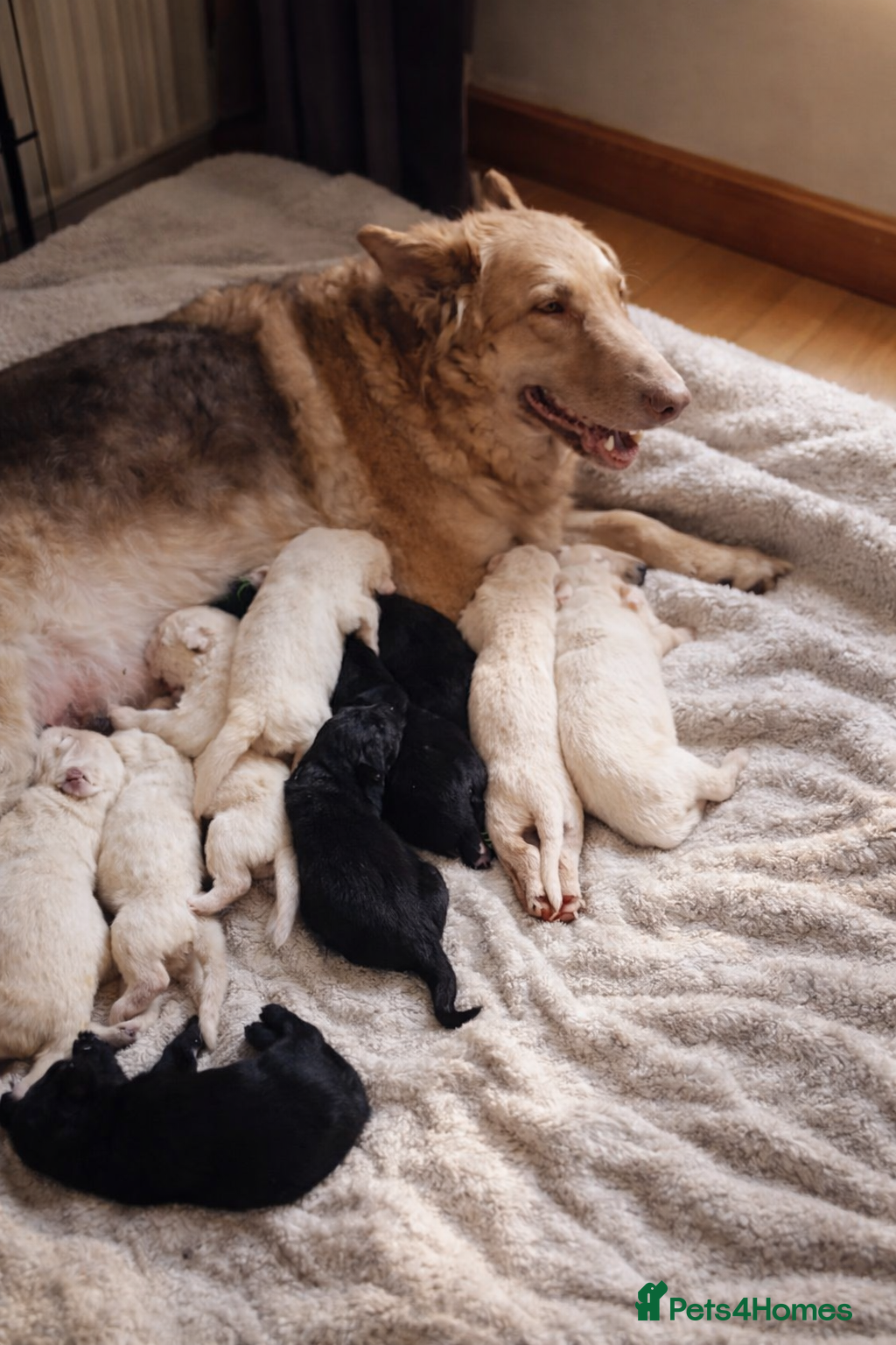 German Shepherd dogs German Shepherd Puppies - Advert 2