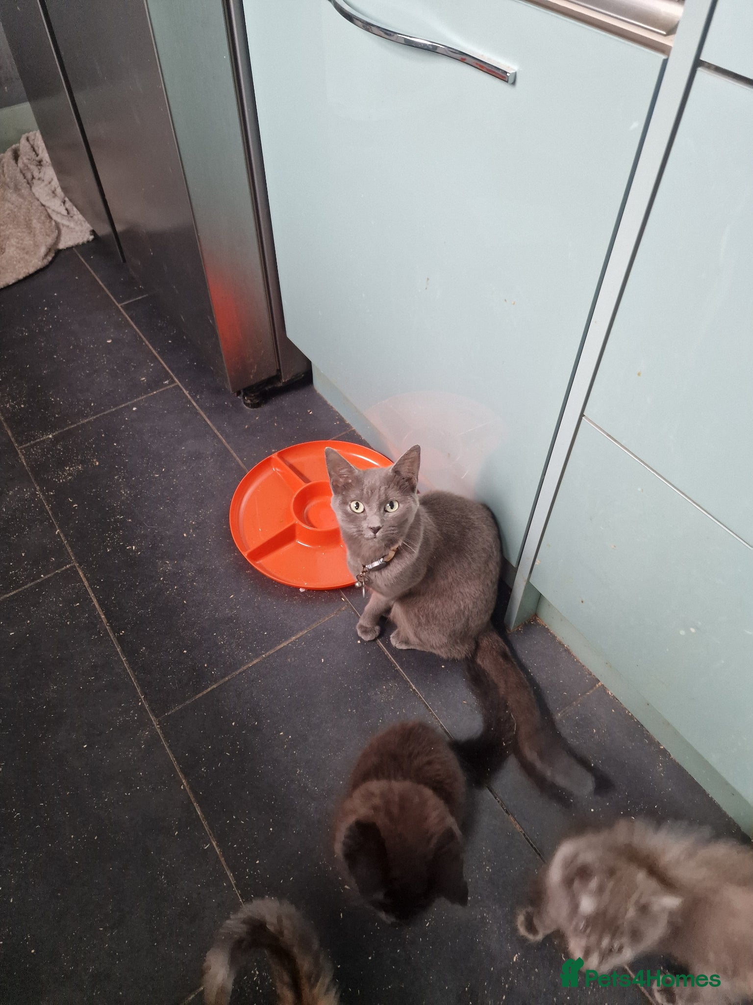 Mixed Breed cats Main coon x Russian Blue - Advert 1