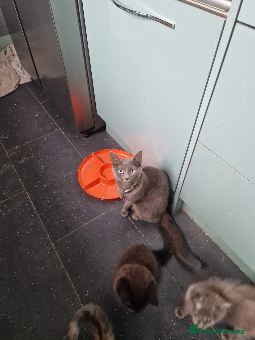 Mixed Breed cats for sale: Main coon x Russian Blue in Newcastle - Advert 1