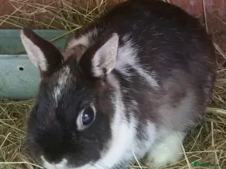 Netherland Dwarf rabbits Tiny Netherland Dwarfs - Vaccinated 3 IN 1 RESERVE - Advert 1