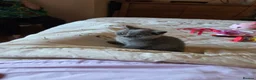British Shorthair cats for sale: British Short Haired - Advert 11