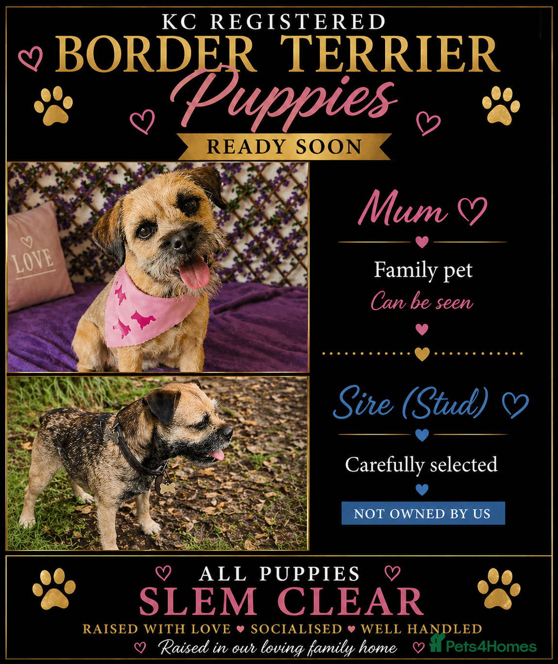 Border Terrier dogs Kc registered border terrier puppies for sale  - Advert 1