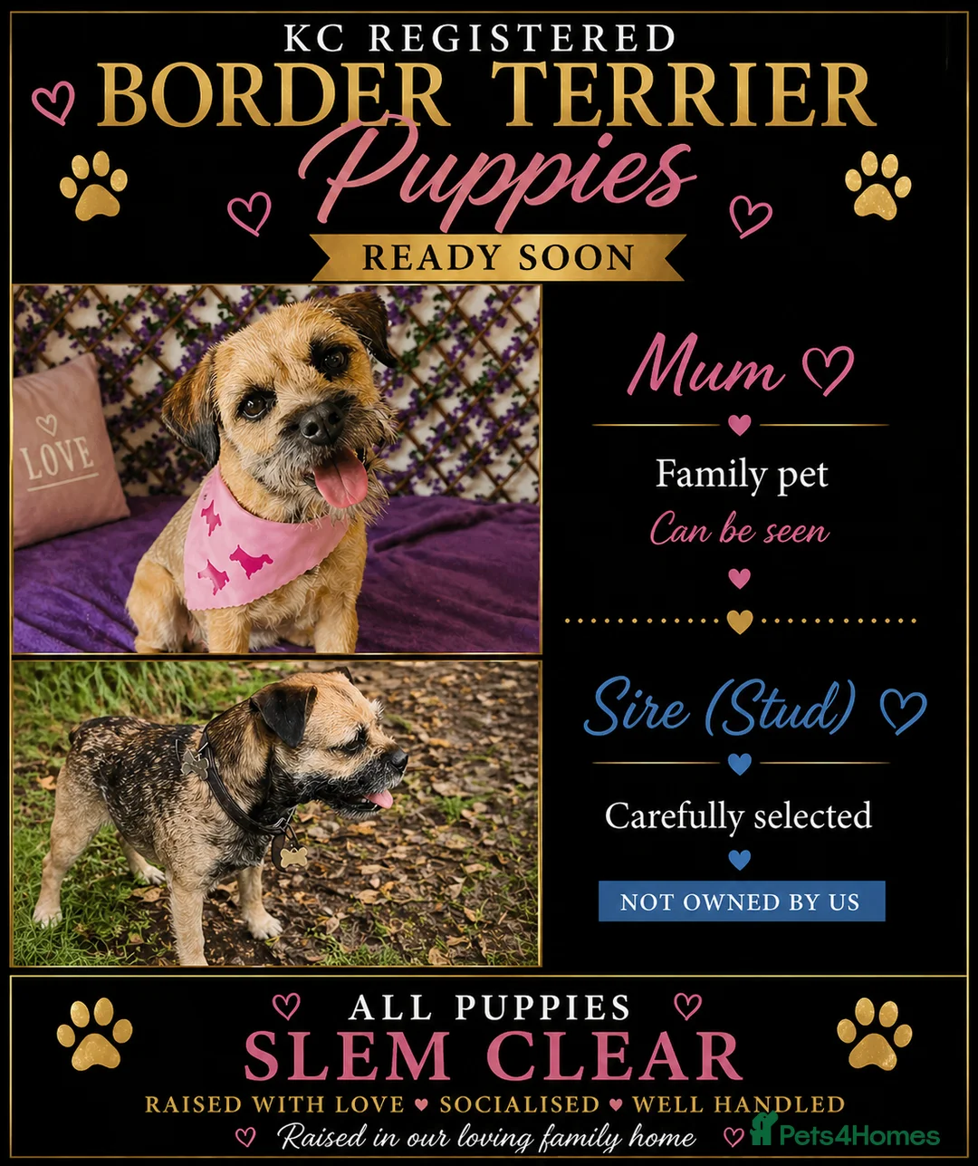 Border Terrier dogs for sale: Kc registered border terrier puppies for sale  - Advert 1