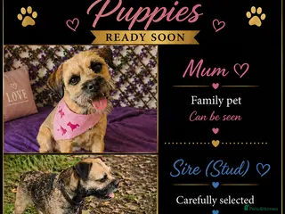 Border Terrier dogs Kc registered border terrier puppies for sale - Advert 2