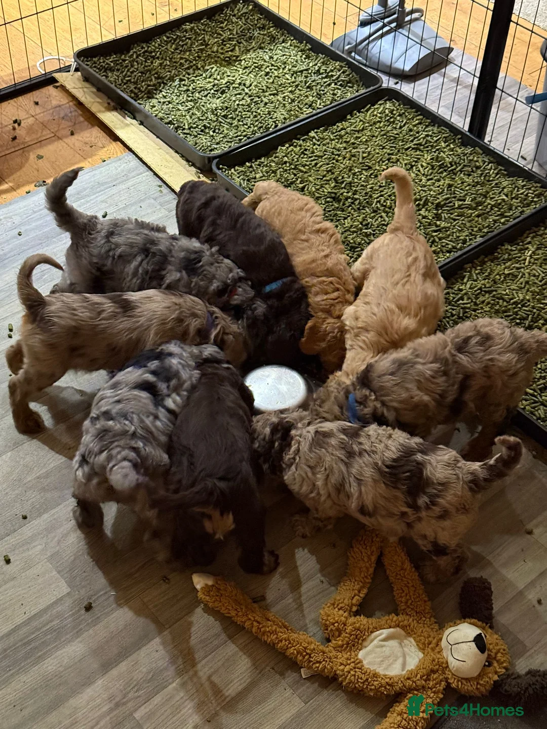 Labradoodle dogs for stud: Gorgeous blue Merle labradoodle stud in Swadlincote - Advert 14