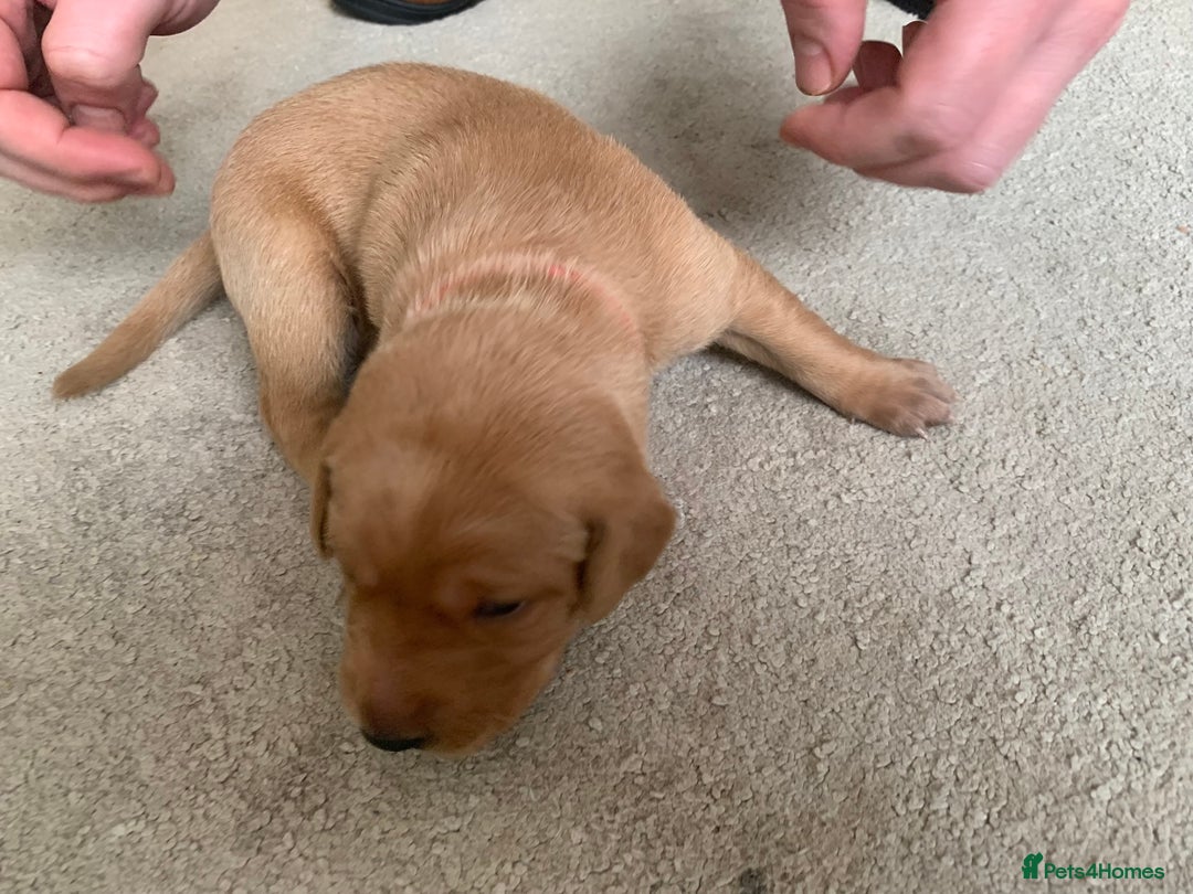 Labrador Retriever dogs for sale: ✨ Stunning 5 Male & 3 Female Fox Red Lab Puppies - Advert 40