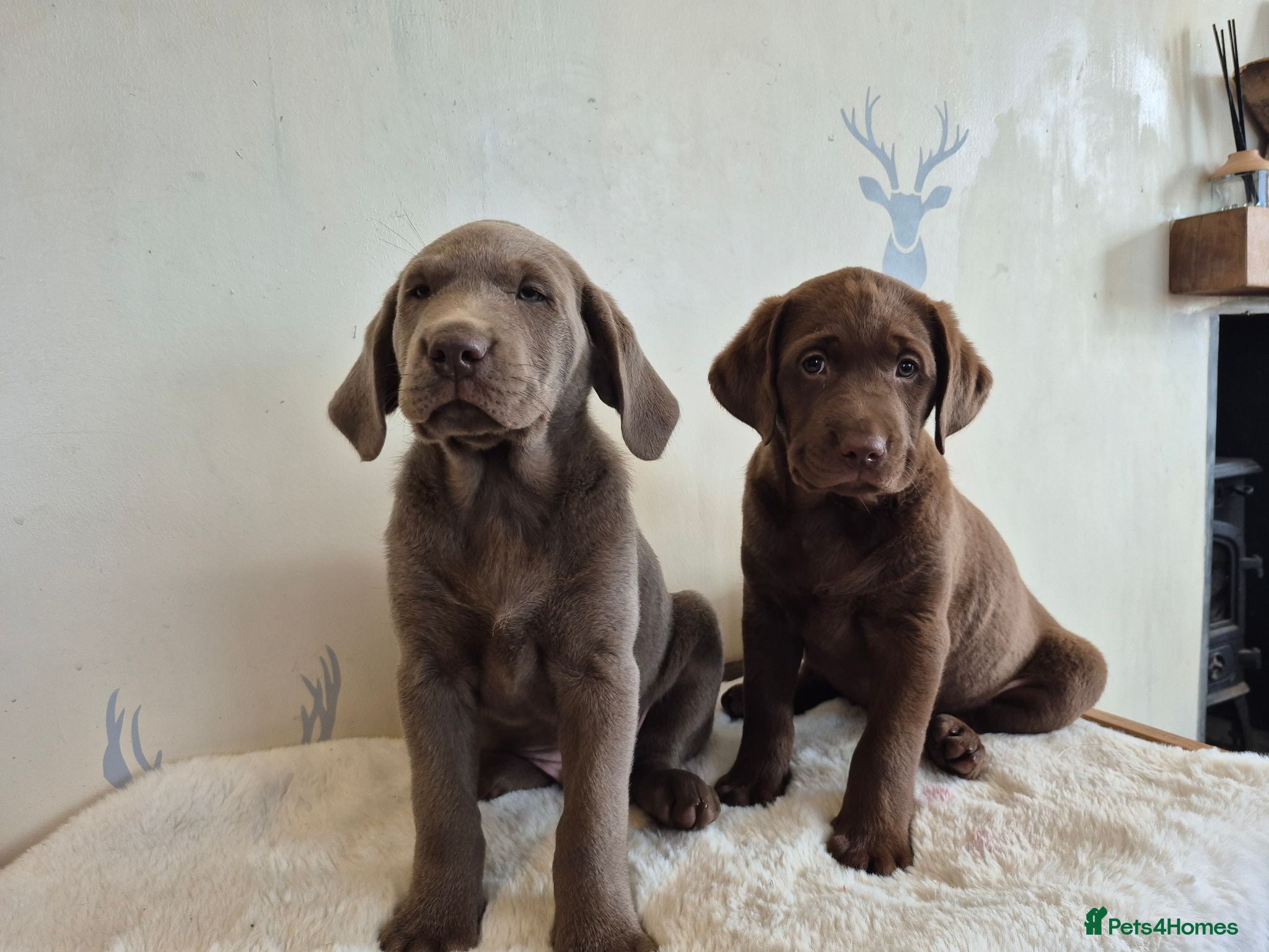 Labrador Retriever dogs 2 LEFT* Stunning KC Registered Labrador Retriever  - Advert 1