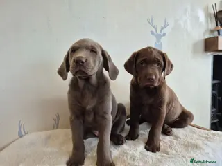 Labrador Retriever dogs 2 LEFT* Stunning KC Registered Labrador Retriever - Advert 1