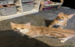 Highlander cats for sale: Misha & Lucky for sale. - Image 3