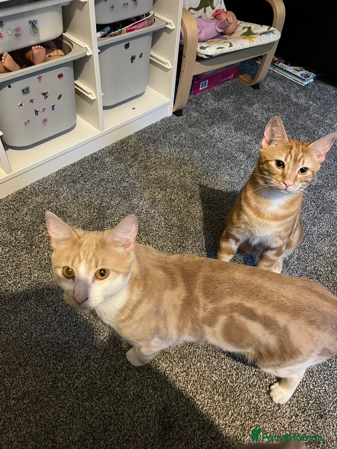 Highlander cats for sale: Misha & Lucky for sale. - Image 3