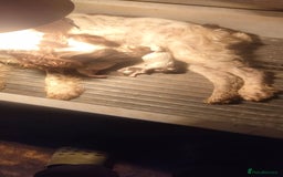 English Springer Spaniel dogs for sale: Spinning spaniel  - Advert 1