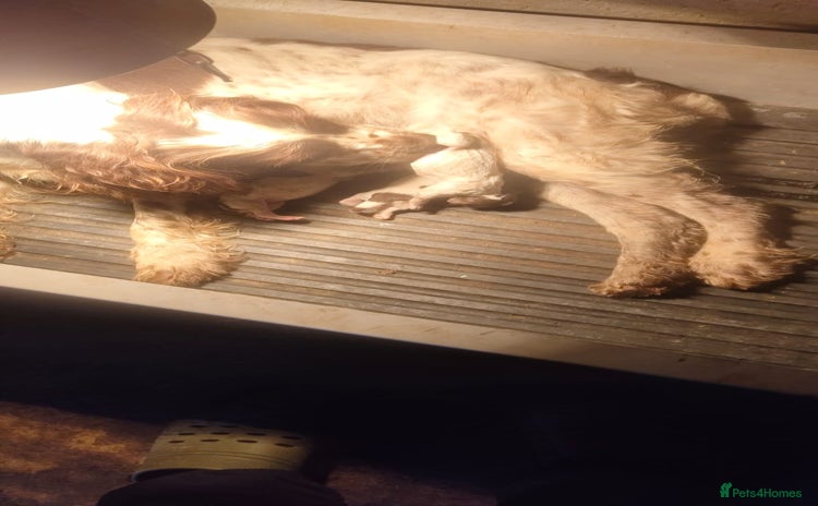 English Springer Spaniel dogs Spinning spaniel  - Advert 1