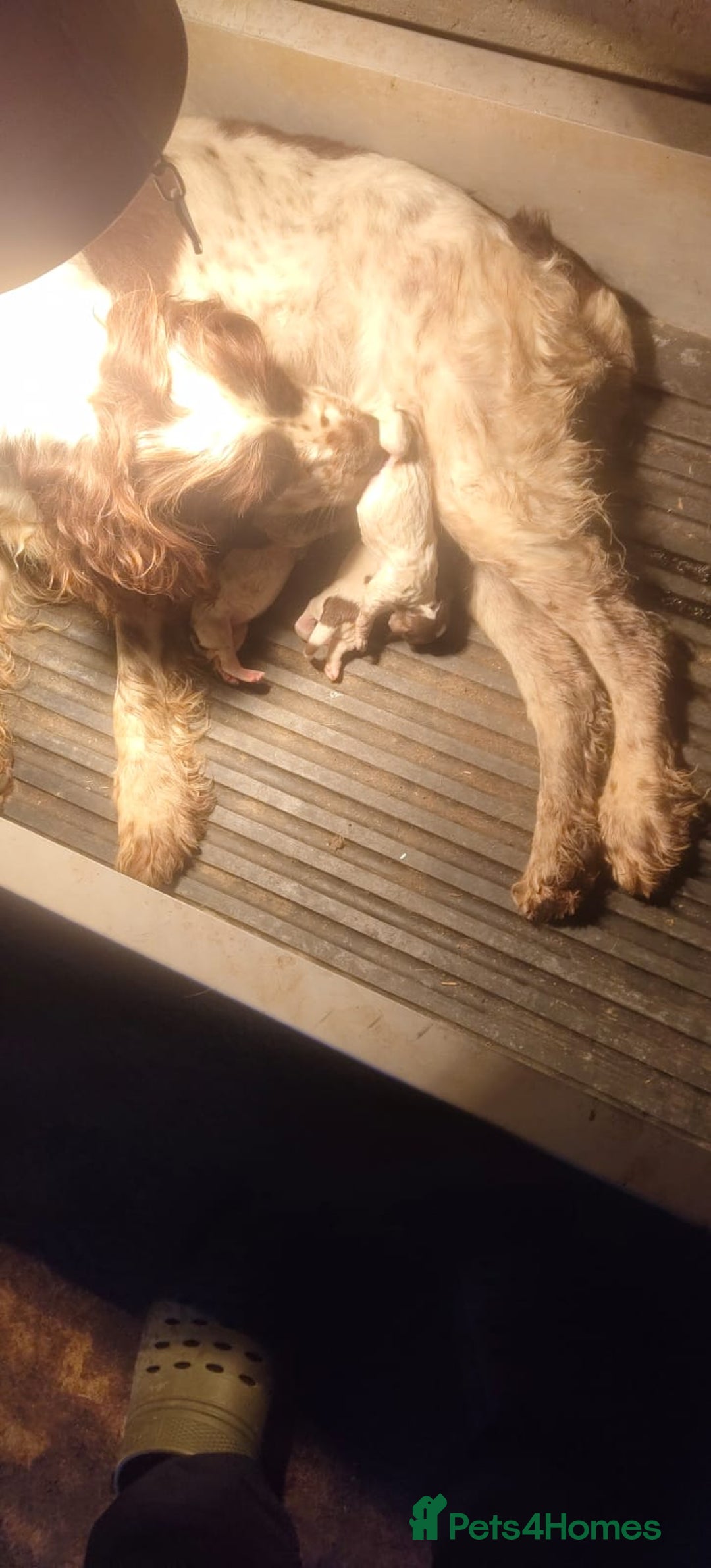 English Springer Spaniel dogs for sale: Spinning spaniel  - Advert 1