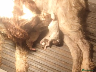 English Springer Spaniel dogs Spinning spaniel - Advert 1