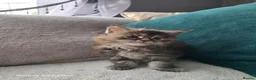 Maine Coon cats for sale: Stunning Maine Coon Kittens - Advert 19