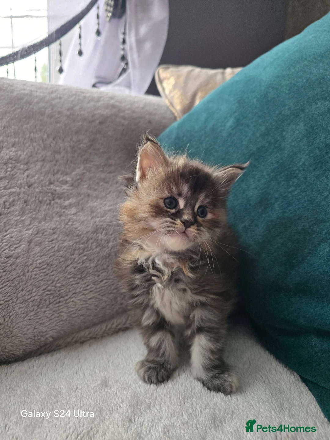 Maine Coon cats for sale: Stunning Maine Coon Kittens - Advert 19