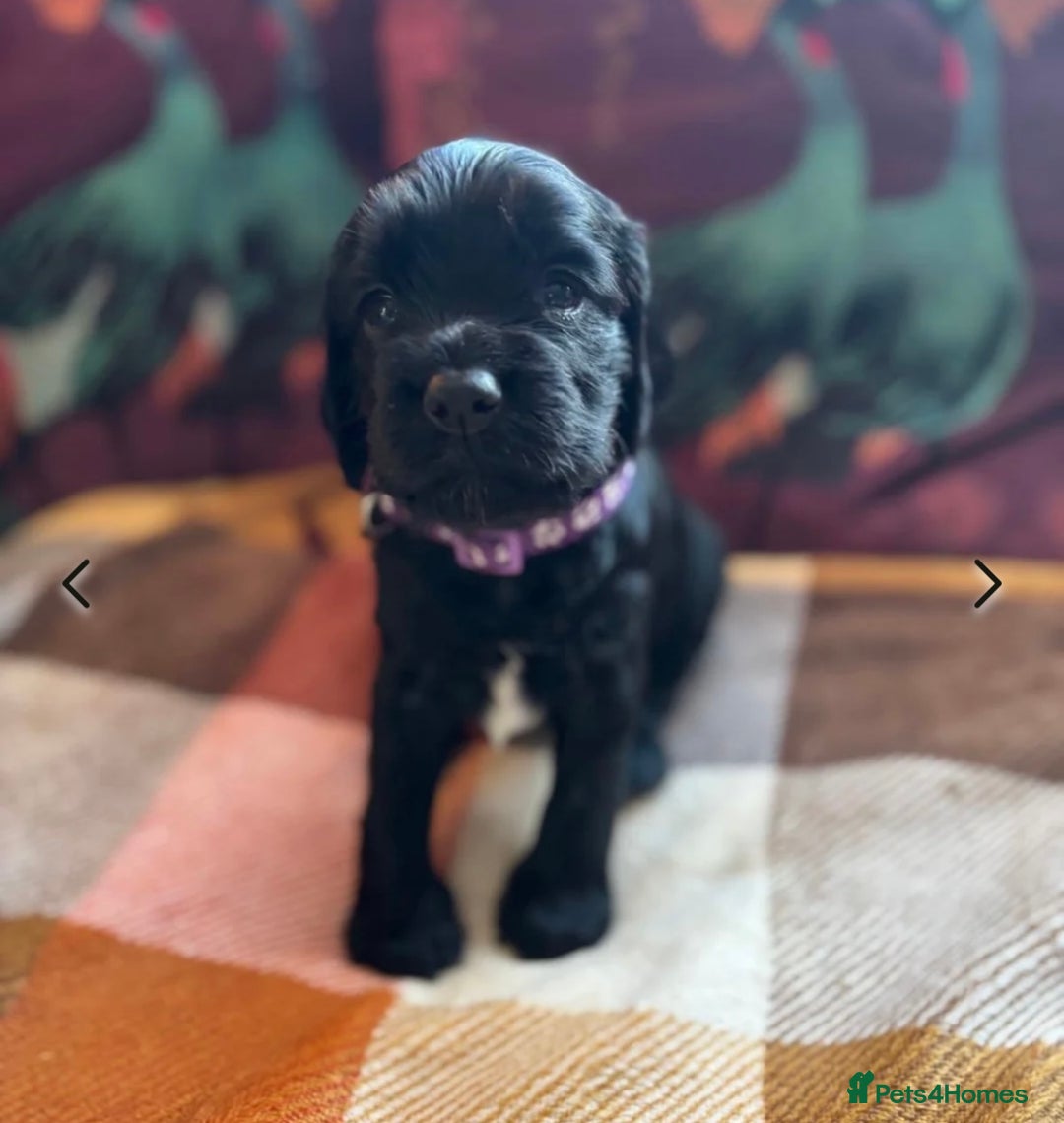 Cocker Spaniel dogs for stud: Proven KC Working cocker spaniel standing at stud in Wigan - Advert 10