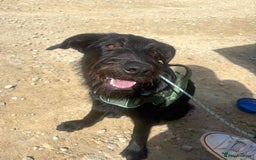 Mixed Breed dogs for adoption: DOLLY - Really Wants a Canine Buddy! - Image 11