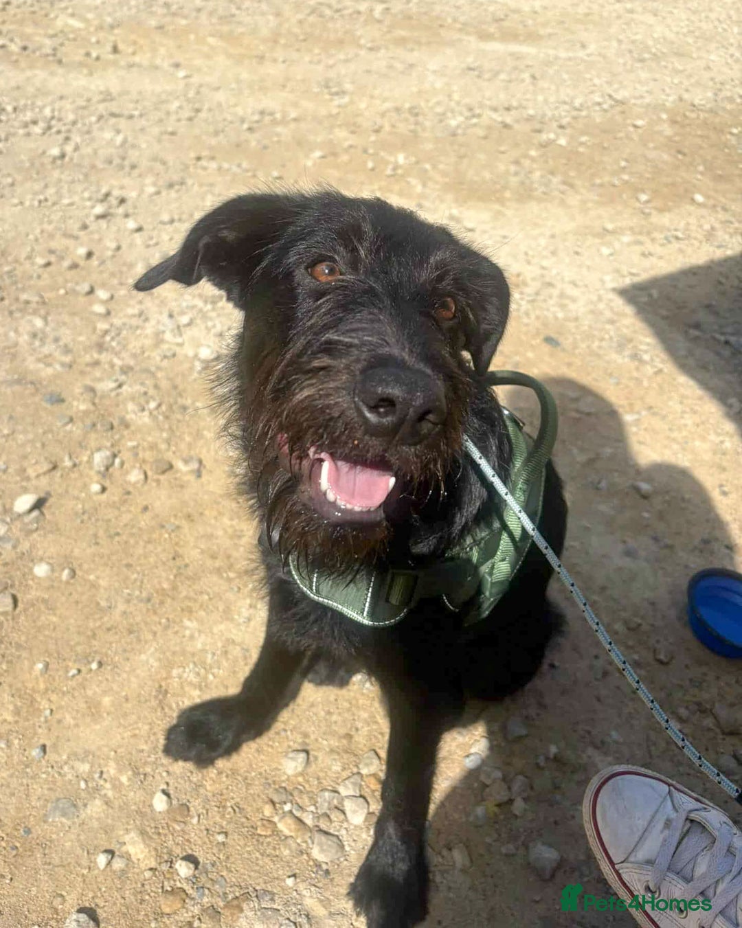 Mixed Breed dogs for adoption: DOLLY - Really Wants a Canine Buddy! - Image 11
