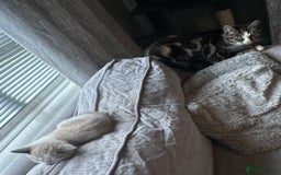 Domestic Shorthair cats for sale: Amazingly Tame, Beautiful Female Kittens  - Image 8