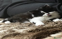 Mixed Breed cats for sale: Cute British Mix Kittens Looking for New Homes - Image 9