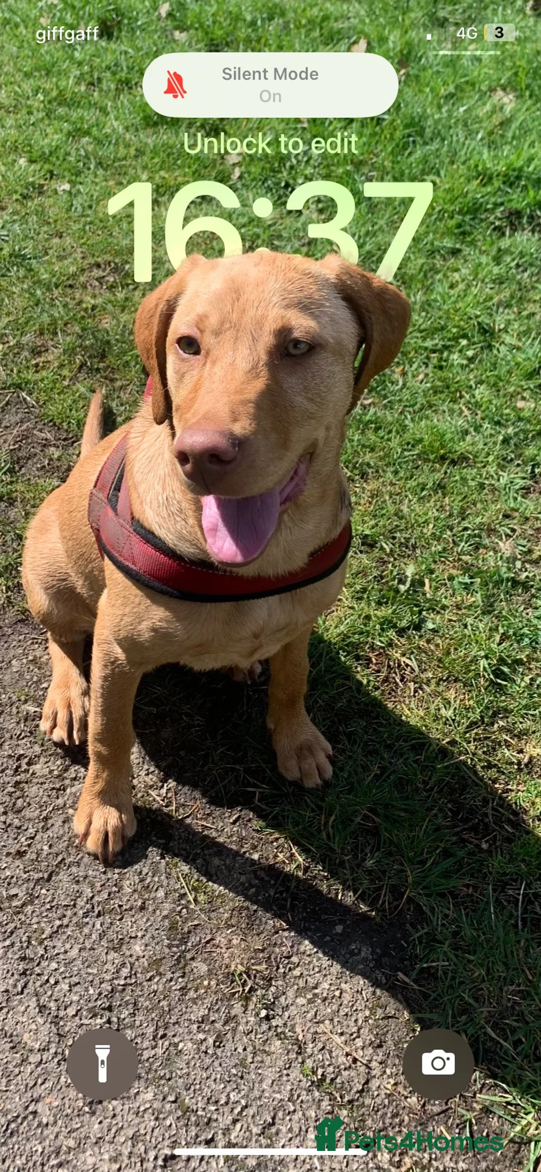 Labrador Retriever dogs for sale: 3 year old Labrador  - Advert 6