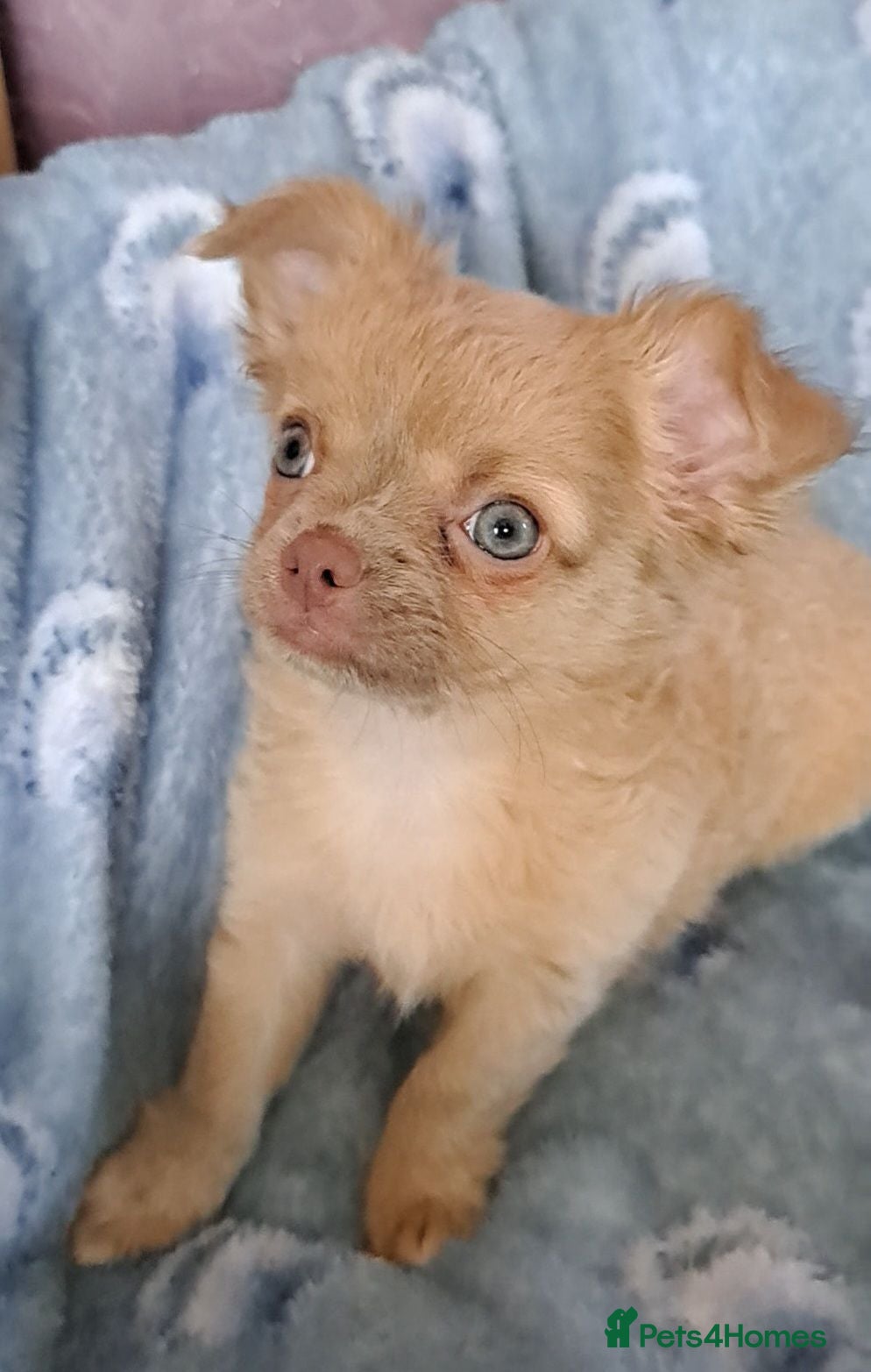 Chihuahua dogs Ready to leave now Long Coat Chihuahua pups  - Advert 19