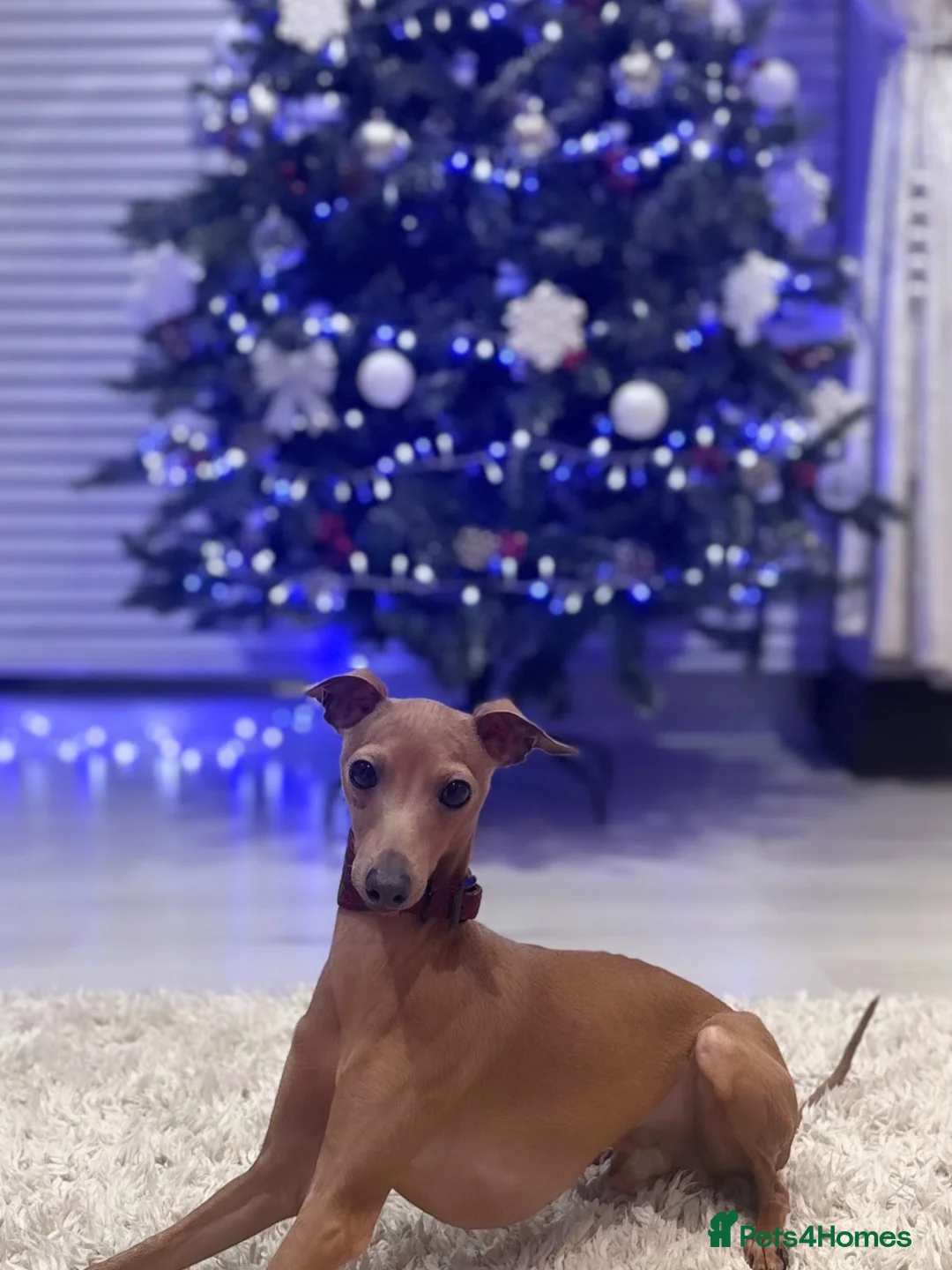 Italian Greyhound dogs for stud: MR MILO AT STUD ( HEALTH TESTED ) in Batley - Advert 2