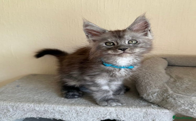 Maine Coon cats - Advert 4