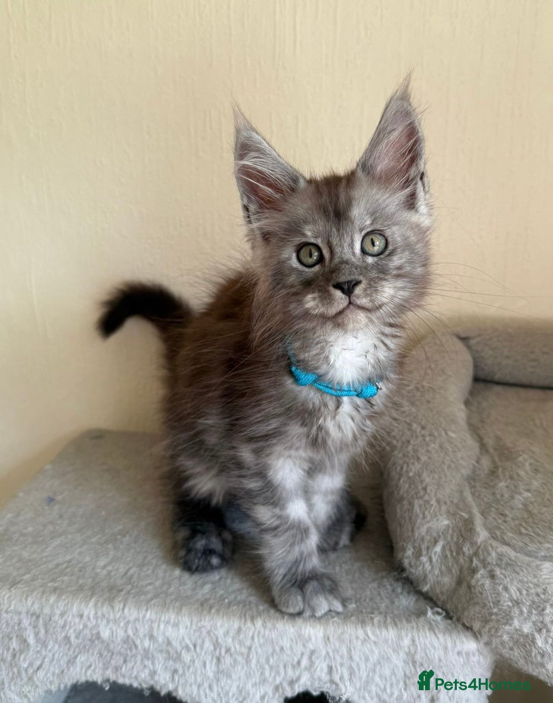 Maine Coon cats for sale: Pedigree GCCF Russian Import line Maine Coons - Image 1