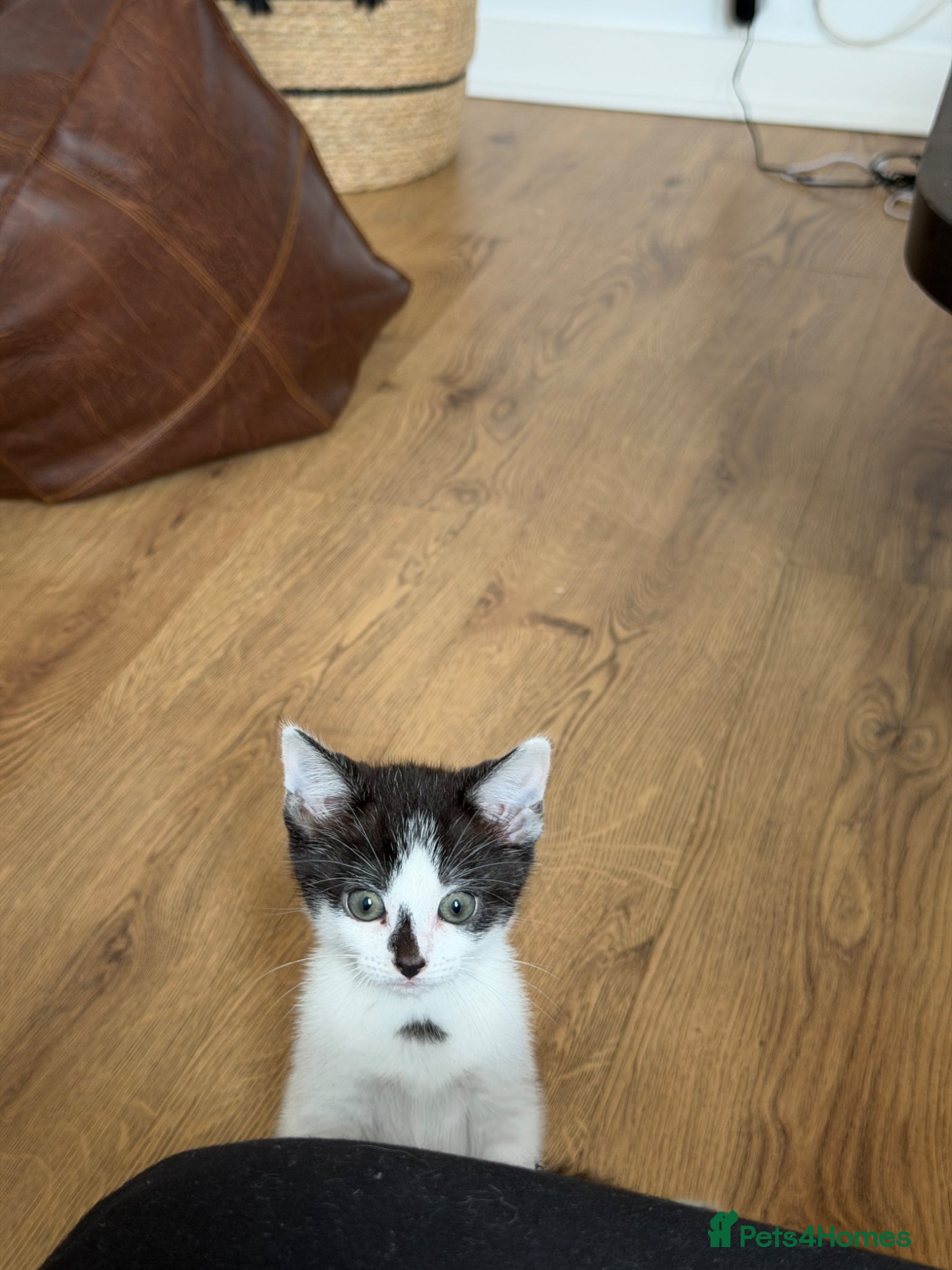 Brazilian Shorthair cats Beautiful Brazilian Shorthair kittens - Advert 2