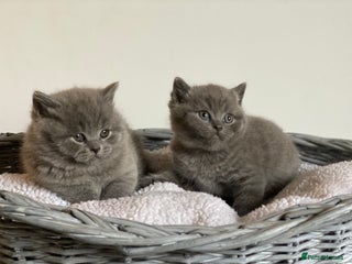 British Shorthair cats 💎 CHAMPION LINES BSH BLUE 💎 - Advert 7