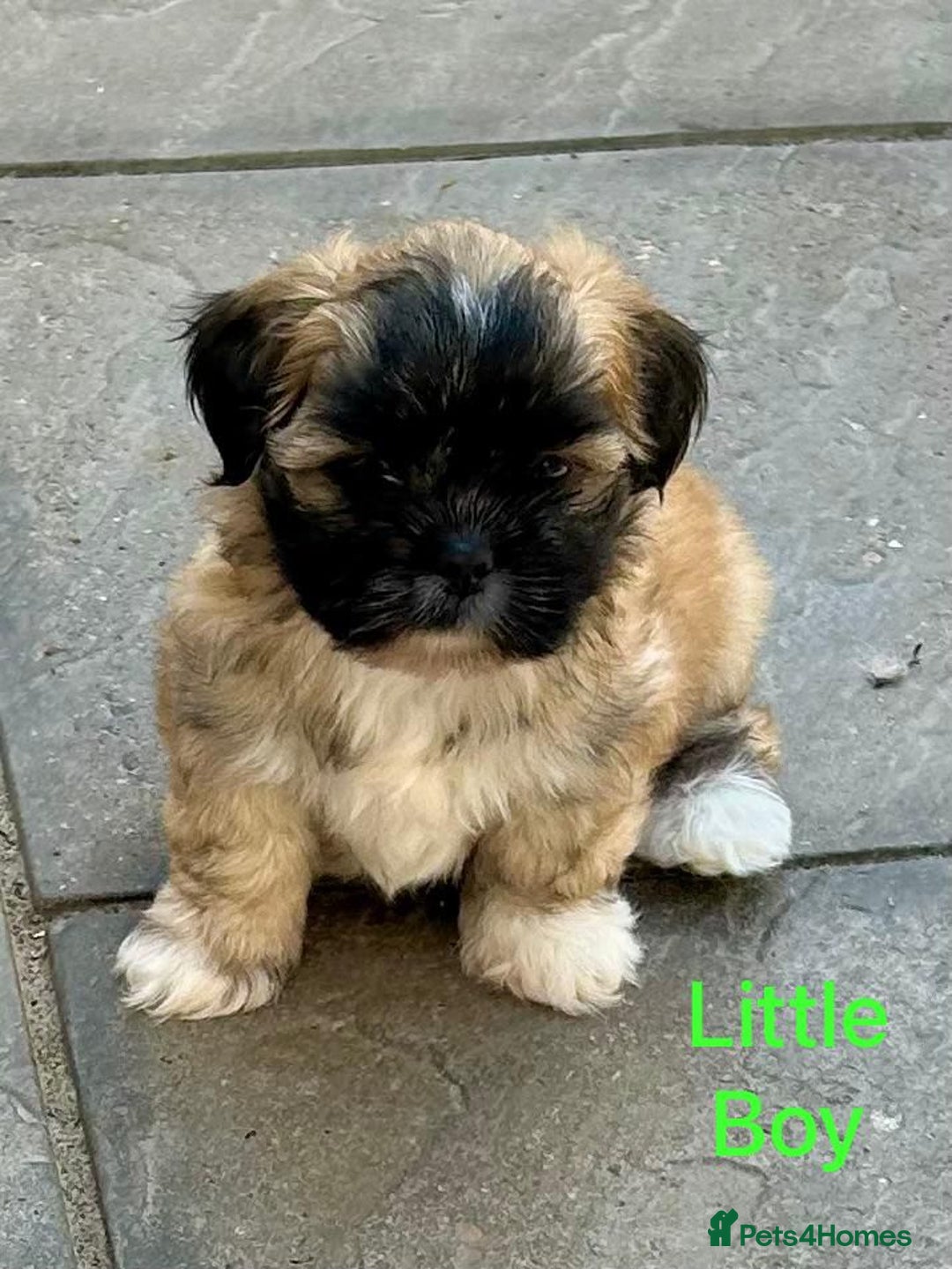 Lhasa Apso dogs for sale: Two Adorable KC Reg Puppies GPRA4 Clear - Image 5