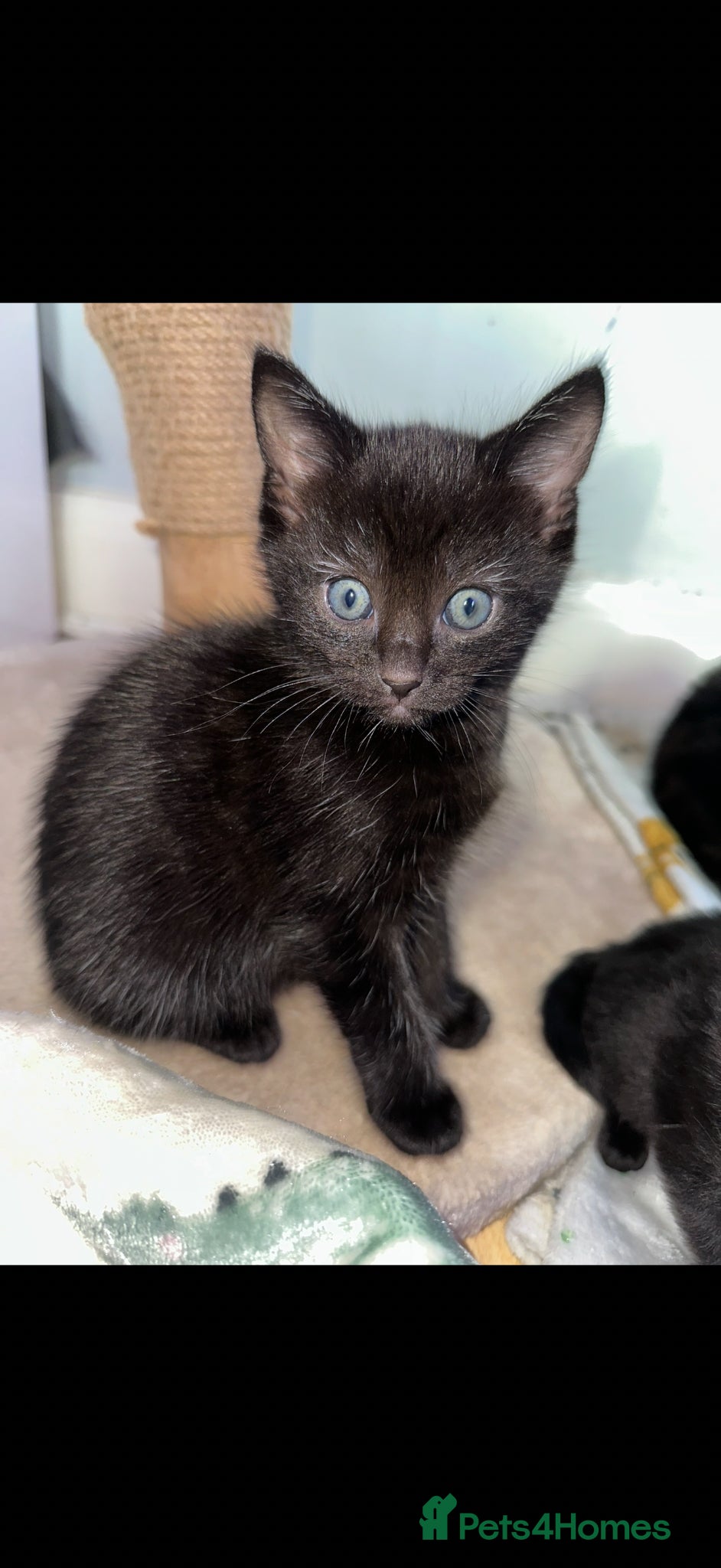 Mixed Breed cats Beautiful Ragdoll Cross Kittens – Available - Advert 2