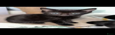 Short hair Black with white female 