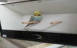 Budgerigars birds for sale: Budgerigars  - Image 3