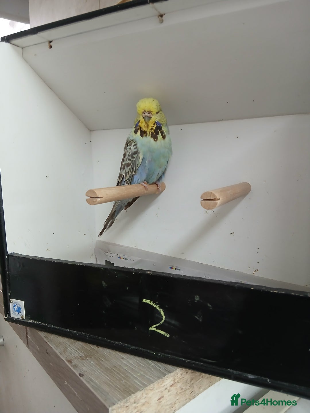 Budgerigars birds for sale: Budgerigars  - Image 3