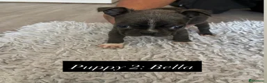Puppy 2 -Bella