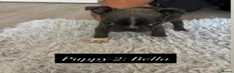 Boston Terrier dogs for sale: ✨Beautiful Boston Terrier Puppies✨ - Advert 7