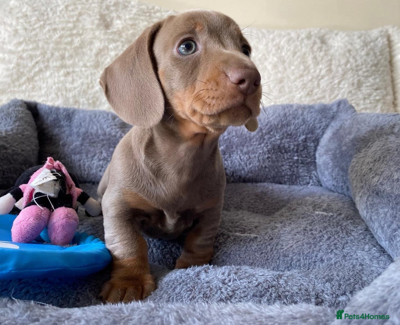 Dachshund dogs KC miniature smooth haired DNA tested dachshunds  - Advert 1